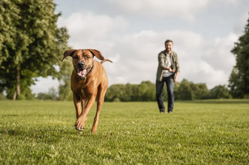 Ein aktiver Rhodesian Ridgeback läuft fröhlich über eine grüne Wiese im Park, während sein Besitzer im Hintergrund mit ihm spielt.