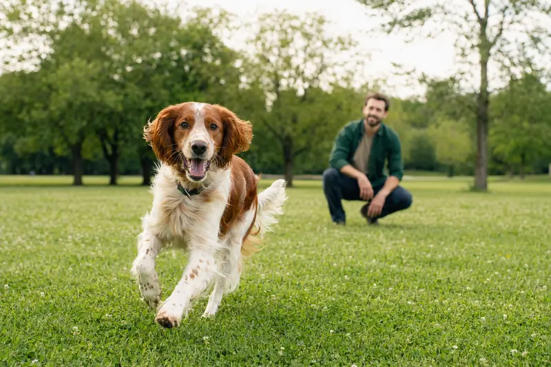 Ein vitaler rotweißer Irish Setter läuft fröhlich über eine grüne Wiese im Park, während sein Besitzer im Hintergrund mit ihm spielt.