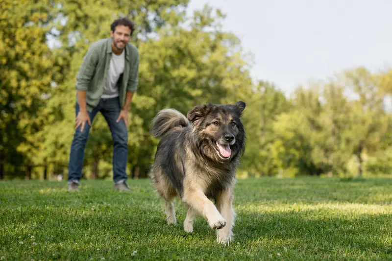 Ein vitaler Rumänischer Hirtenhund läuft fröhlich über eine grüne Wiese im Park, während sein Besitzer im Hintergrund mit ihm spielt.