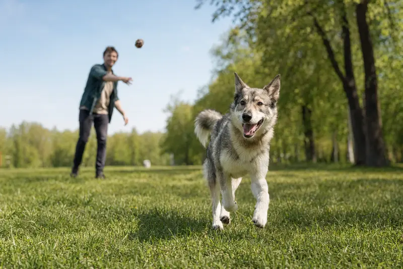 Ein lebensfroher Russisch-Europäische Laika rennt über eine grüne Wiese, während sein Besitzer im Hintergrund spielt, was die Freude an einem aktiven Lebensstil symbolisiert.