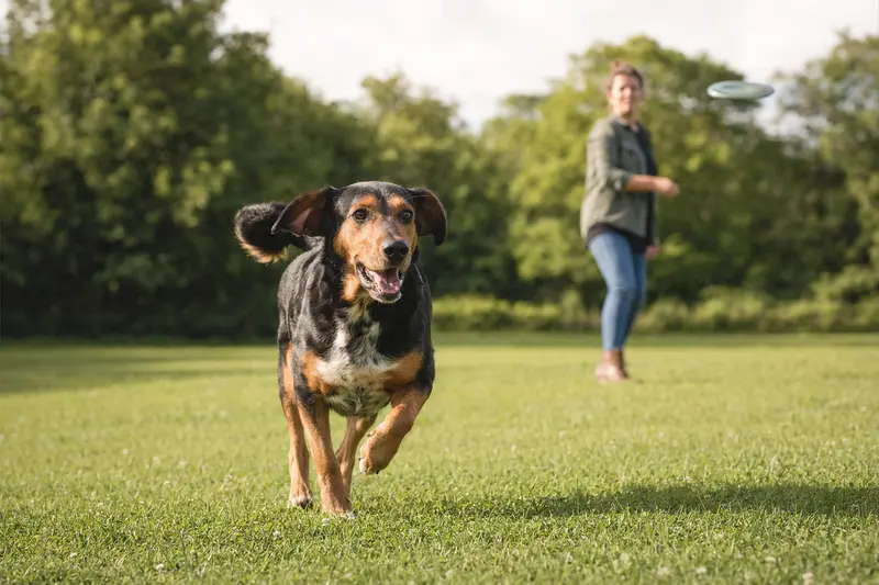 Ein vitaler Russischer Bracke Hund läuft fröhlich über eine grüne Wiese im Park, während sein Besitzer im Hintergrund mit ihm spielt.