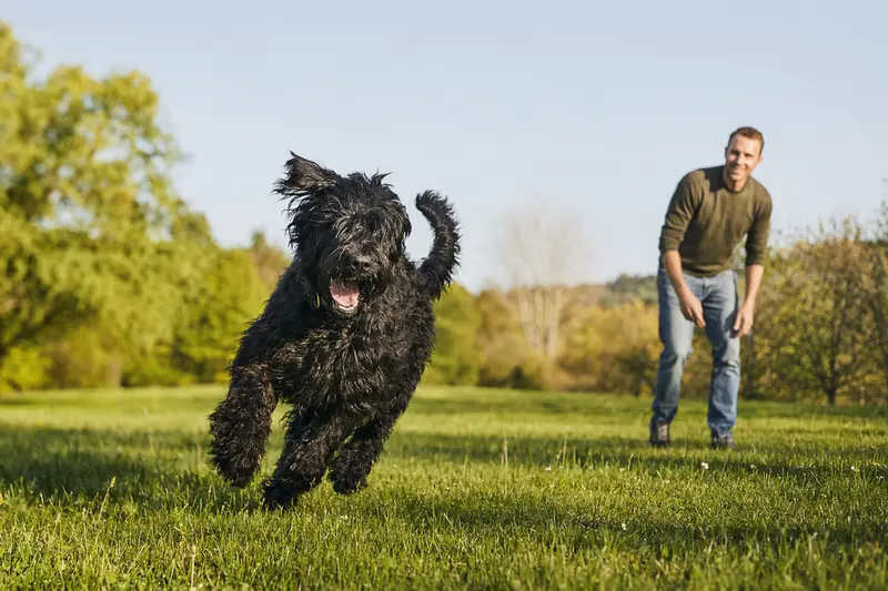 Ein vitaler Russischer Terrier läuft fröhlich über eine grüne Wiese im Park, während sein Besitzer im Hintergrund mit ihm spielt.