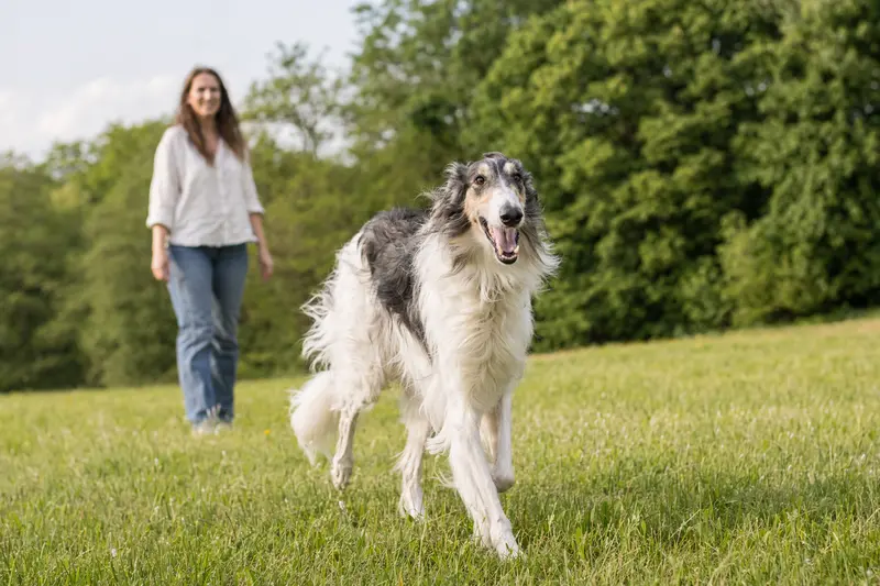 Ein vitaler Russischer Windhund läuft fröhlich über eine grüne Wiese im Park.
