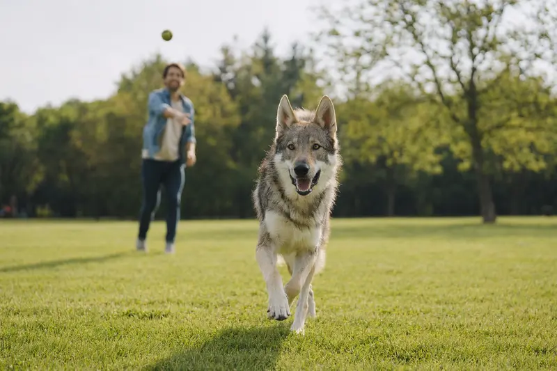 Ein vitaler Saarlooswolfhund läuft fröhlich über eine grüne Wiese im Park, während sein Besitzer im Hintergrund mit ihm spielt.