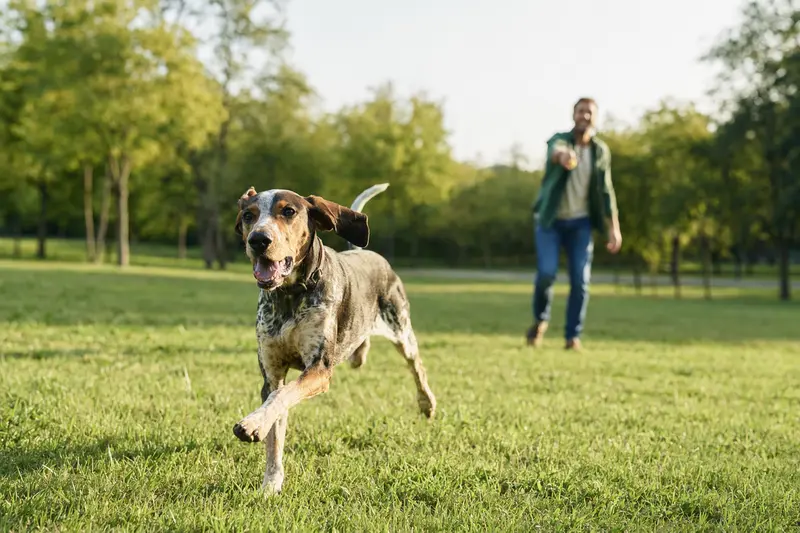Ein vitaler Sabueso Espanol läuft fröhlich über eine grüne Wiese im Park, während sein Besitzer im Hintergrund mit ihm spielt.