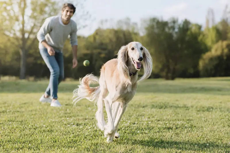 Ein vitaler Saluki läuft fröhlich über eine grüne Wiese im Park, während sein Besitzer im Hintergrund mit ihm spielt.