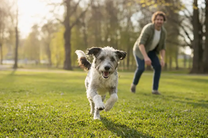 Ein vitaler Sapsaree Hund läuft fröhlich über eine grüne Wiese im Park, während sein Besitzer im Hintergrund mit ihm spielt.