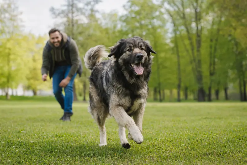Ein vitaler Sarplaninac läuft fröhlich über eine grüne Wiese im Park, während sein Besitzer im Hintergrund mit ihm spielt.