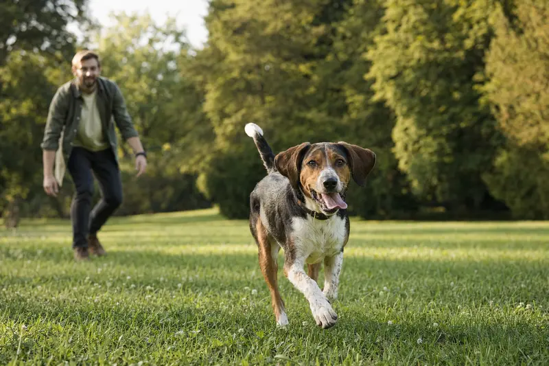Ein vitaler Sauerländer Bracke Hund läuft fröhlich über eine grüne Wiese im Park.