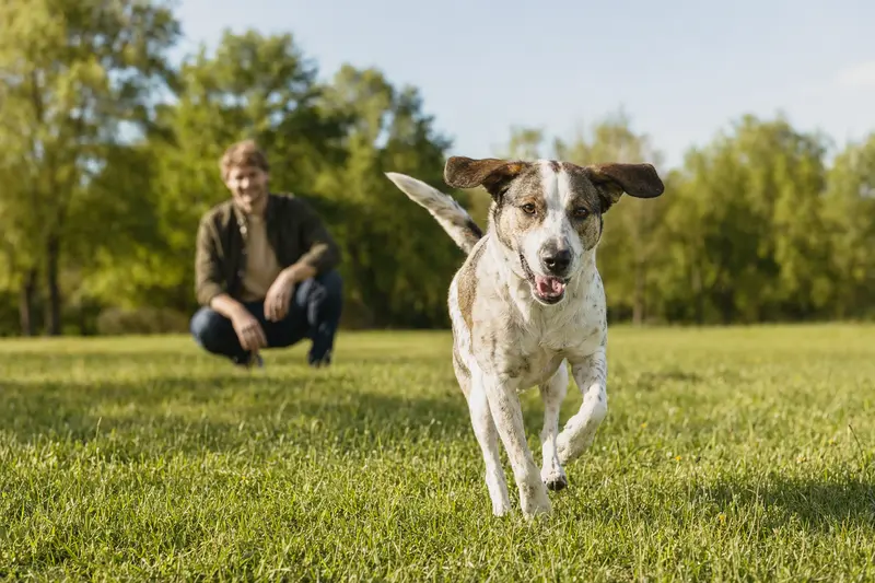 Ein vitaler Scandinavian Hound läuft fröhlich über eine grüne Wiese im Park, während sein Besitzer im Hintergrund mit ihm spielt.