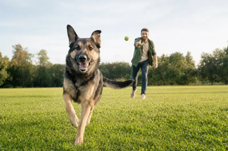 Ein vitaler Schäferhund läuft fröhlich über eine grüne Wiese im Park, während sein Besitzer im Hintergrund mit ihm spielt.