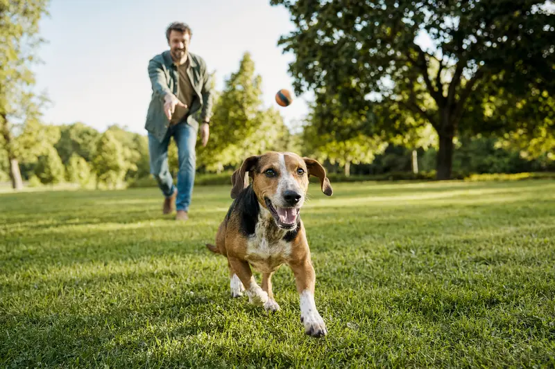 Ein vitaler Schiller-Bracke Hund läuft fröhlich über eine grüne Wiese im Park, während sein Besitzer im Hintergrund mit ihm spielt.