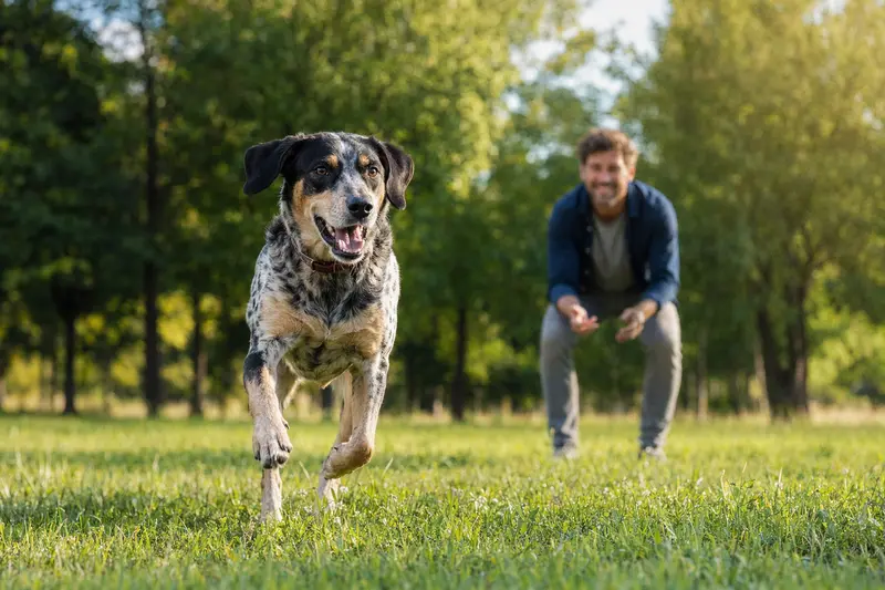 Ein vitaler Schiller-Laufhund läuft fröhlich über eine grüne Wiese im Park, während sein Besitzer im Hintergrund mit ihm spielt.
