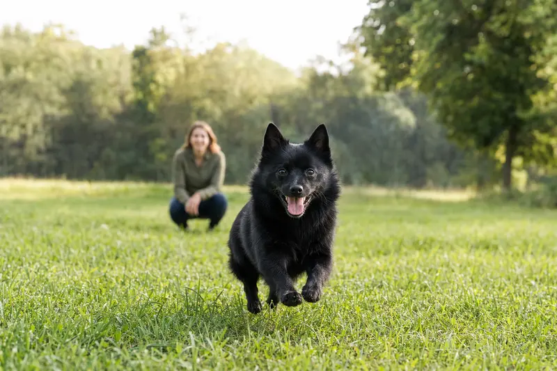Ein vitaler Schipperke läuft fröhlich über eine grüne Wiese im Park, während sein Besitzer im Hintergrund mit ihm spielt.