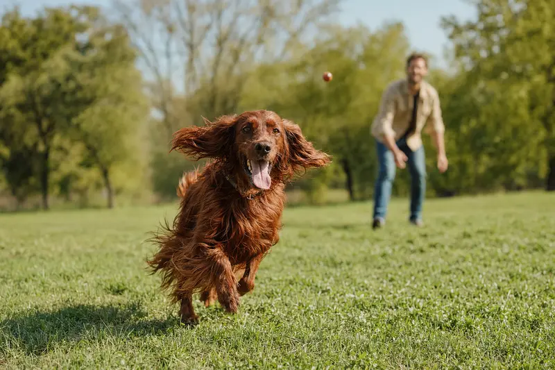 Ein vitaler Schottischer Setter läuft fröhlich über eine grüne Wiese im Park, während sein Besitzer im Hintergrund mit ihm spielt.