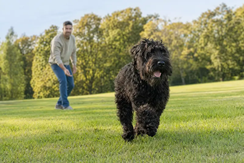 Ein vitaler Schwarzer Russischer Terrier läuft fröhlich über eine grüne Wiese im Park, während sein Besitzer im Hintergrund mit ihm spielt.
