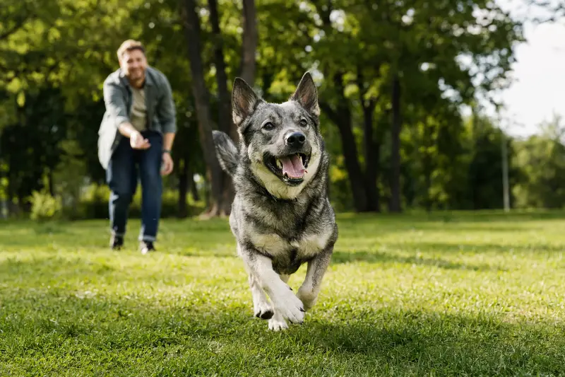 Ein gesunder Schwedischer Elchhund läuft fröhlich über eine grüne Wiese im Park, während sein Besitzer im Hintergrund mit ihm spielt.