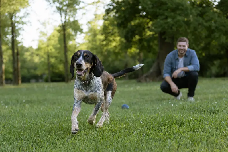 Ein vitaler Schweizerischer Niederlaufhund läuft fröhlich über eine grüne Wiese im Park, während sein Besitzer im Hintergrund mit ihm spielt.