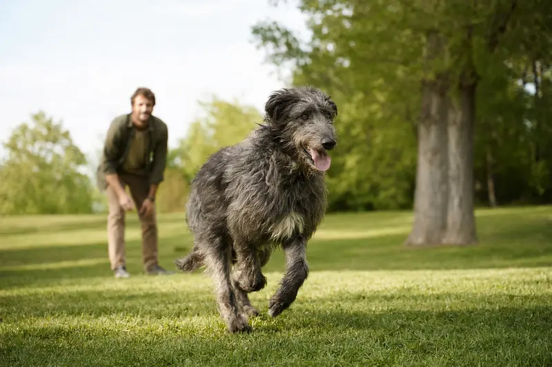 Ein vitaler Scottish Deerhound läuft fröhlich über eine grüne Wiese im Park, während sein Besitzer im Hintergrund mit ihm spielt.