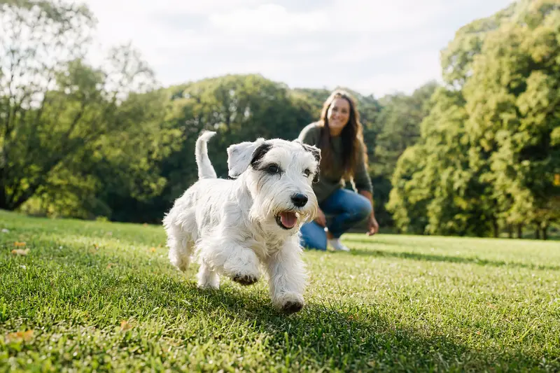 Ein vitaler Sealyham Terrier läuft fröhlich über eine grüne Wiese im Park, während sein Besitzer im Hintergrund mit ihm spielt.