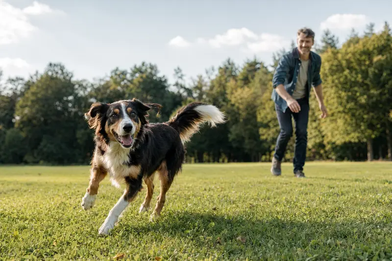 Ein vitaler Sennenhund läuft fröhlich über eine grüne Wiese im Park, während sein Besitzer im Hintergrund mit ihm spielt.
