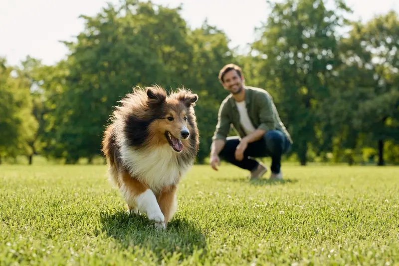 Ein vitaler Shetland Sheepdog läuft fröhlich über eine grüne Wiese im Park, während sein Besitzer im Hintergrund mit ihm spielt.