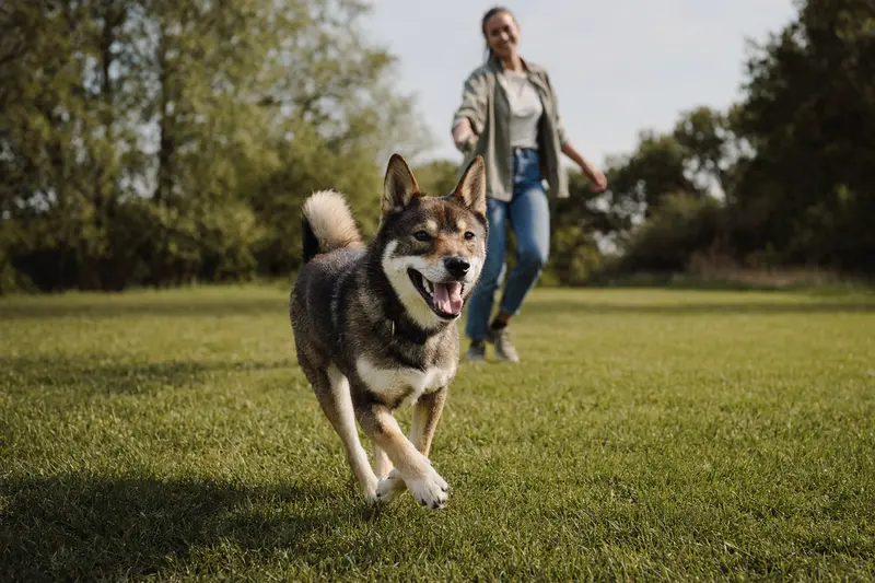 Ein vitaler Shikoku Inu läuft fröhlich über eine grüne Wiese im Park, während sein Besitzer im Hintergrund mit ihm spielt.