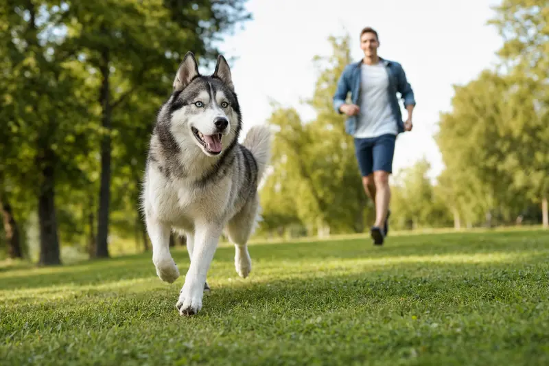 Ein Sibirischer Husky läuft fröhlich über eine grüne Wiese, während sein Besitzer im Hintergrund mit ihm spielt.