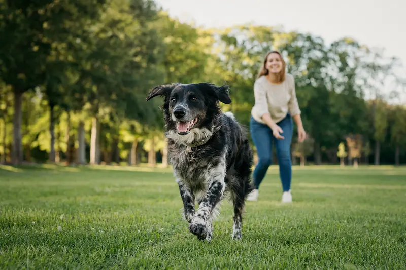 Ein vitaler Siegerländer Kuhhund läuft fröhlich über eine grüne Wiese im Park, während sein Besitzer im Hintergrund mit ihm spielt.