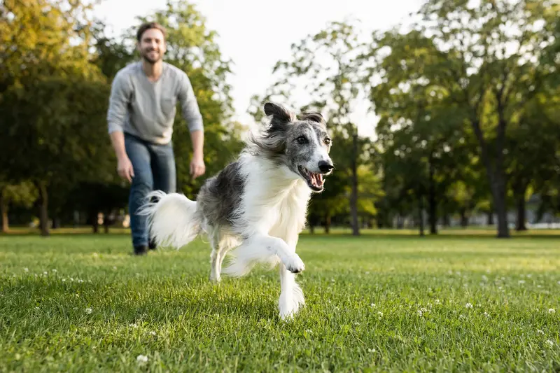 Ein vitaler Silken Windsprite läuft fröhlich über eine grüne Wiese im Park, während sein Besitzer im Hintergrund mit ihm spielt.