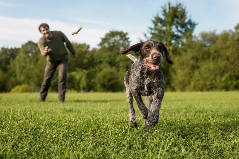 Ein vitaler Slowakischer Vorstehhund mit drahtigem Fell läuft fröhlich über eine grüne Wiese im Park, während sein Besitzer im Hintergrund mit ihm spielt.