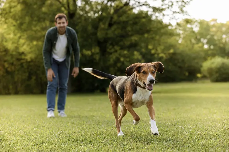 Ein vitaler Smaland-Bracke Hund läuft fröhlich über eine grüne Wiese im Park, während sein Besitzer im Hintergrund mit ihm spielt.