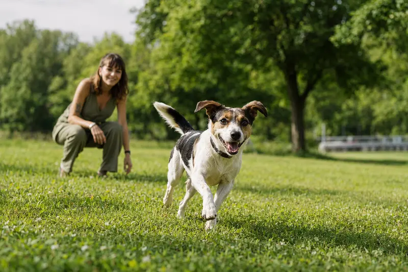 Ein vitaler Hund läuft fröhlich über eine grüne Wiese im Park, während sein Besitzer im Hintergrund mit ihm spielt.