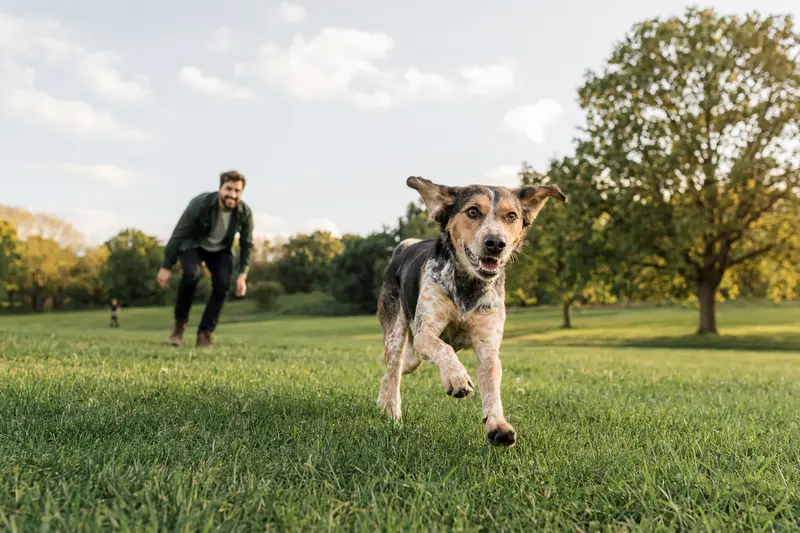 Ein vitaler Somerset Harrier läuft fröhlich über eine grüne Wiese im Park, während sein Besitzer im Hintergrund mit ihm spielt.
