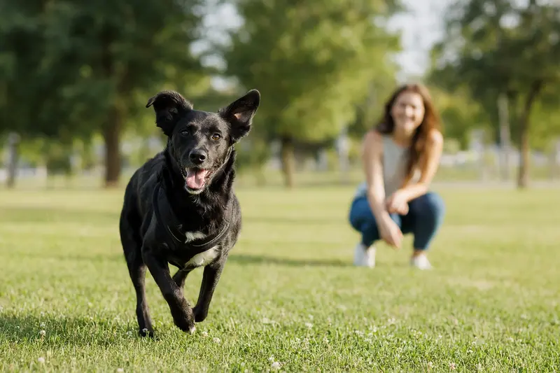 Vitaler Sort Dyrehund läuft fröhlich über eine grüne Wiese im Park, während sein Besitzer im Hintergrund mit ihm spielt.