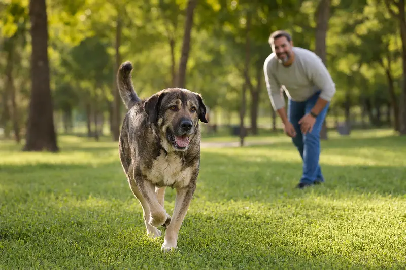 Ein vitaler Spanischer Mastiff läuft fröhlich über die grüne Wiese im Park, während sein Besitzer im Hintergrund mit ihm spielt.