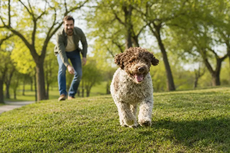 Ein fröhlicher Spanischer Wasserhund springt über eine grüne Wiese, während sein Besitzer im Hintergrund mit ihm spielt.