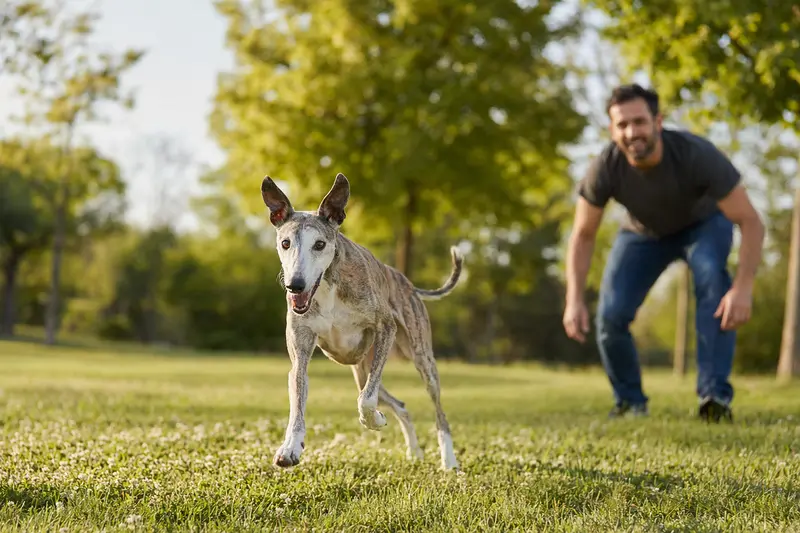 Ein vitaler Spanischer Windhund läuft fröhlich über eine grüne Wiese im Park, während sein Besitzer im Hintergrund mit ihm spielt.