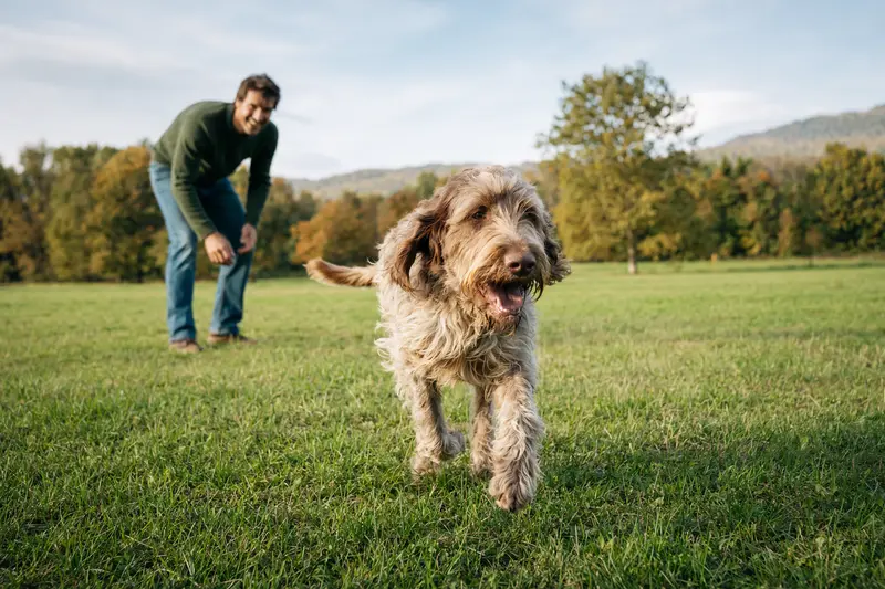 Ein fröhlicher Spinone Italiano Hund springt über eine grüne Wiese, während sein Besitzer im Hintergrund spielt.