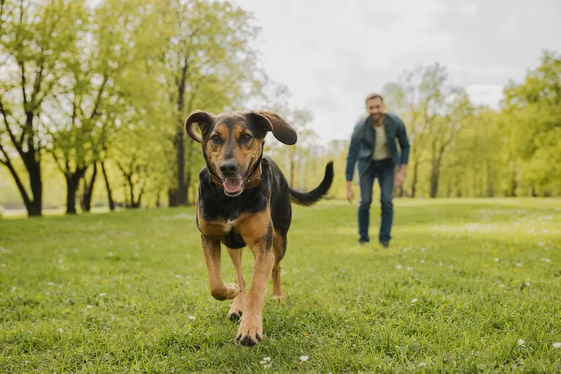 Ein vitaler Srpski Gonic läuft fröhlich über eine grüne Wiese im Park, während sein Besitzer im Hintergrund mit ihm spielt.