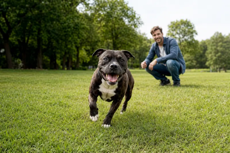 Ein fröhlicher Staffordshire Bullterrier spielt auf einer grünen Wiese mit seinem Besitzer im sonnigen Park.