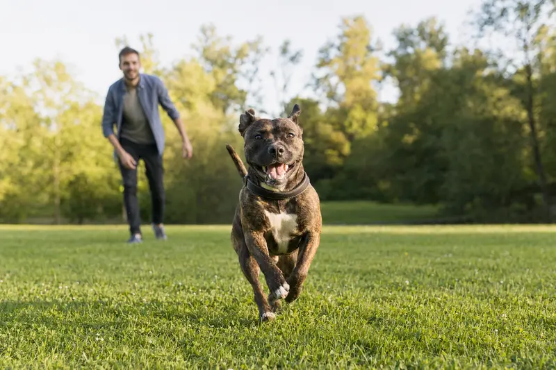 Ein vitaler Staffordshire Terrier läuft fröhlich über eine grüne Wiese im Park, während sein Besitzer im Hintergrund mit ihm spielt.