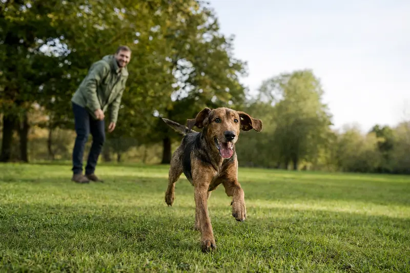 Ein vitaler Steirische Bracke Hund läuft fröhlich über die grüne Wiese im Park, während sein Besitzer im Hintergrund mit ihm spielt.