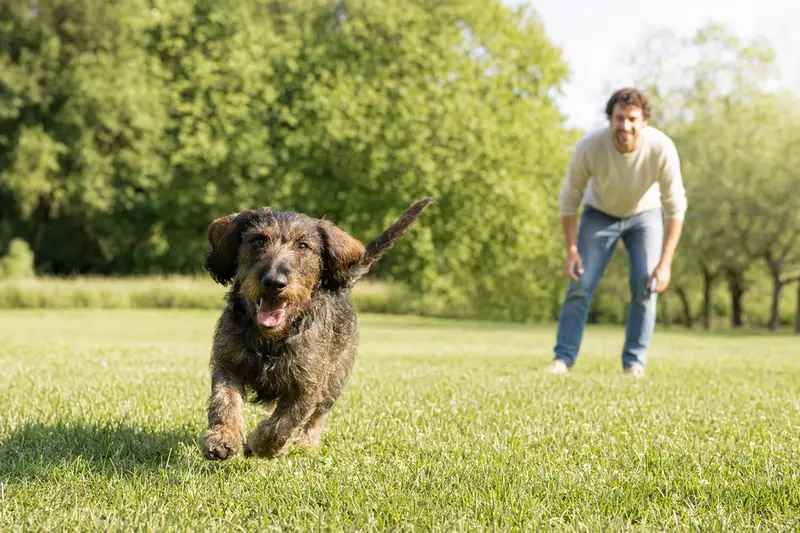 Ein stichelhaariger Bosnischer Laufhund läuft fröhlich über eine grüne Wiese im Park, während sein Besitzer im Hintergrund mit ihm spielt.