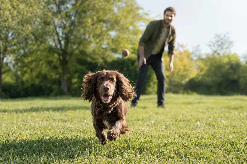 Ein vitaler Sussex Spaniel läuft fröhlich über eine grüne Wiese im Park, während sein Besitzer im Hintergrund mit ihm spielt.