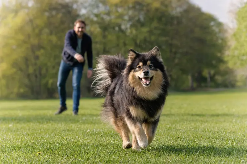 Ein vitaler Svensk Lapphund läuft fröhlich über eine grüne Wiese im Park, während sein Besitzer im Hintergrund mit ihm spielt.