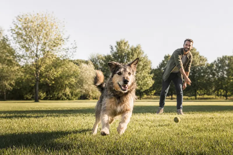 Ein vitaler Taigan Hund läuft fröhlich über eine grüne Wiese im Park, während sein Besitzer im Hintergrund mit ihm spielt.