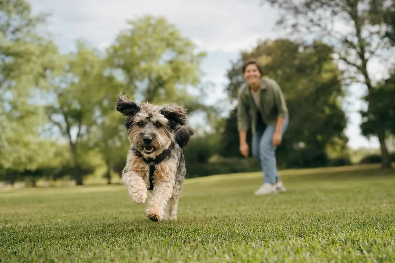 Ein vitaler Tasi Hund läuft fröhlich über eine grüne Wiese im Park, während sein Besitzer im Hintergrund mit ihm spielt.