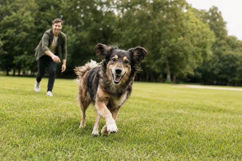 Ein vitaler Tatrahund läuft fröhlich über eine grüne Wiese im Park, während sein Besitzer im Hintergrund mit ihm spielt.