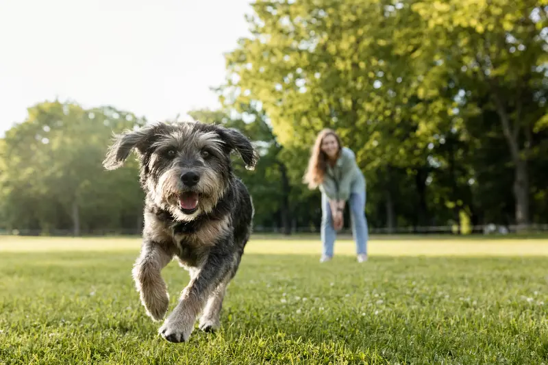 Ein vitaler Tazy Hund läuft fröhlich über eine grüne Wiese im Park, während sein Besitzer im Hintergrund mit ihm spielt.
